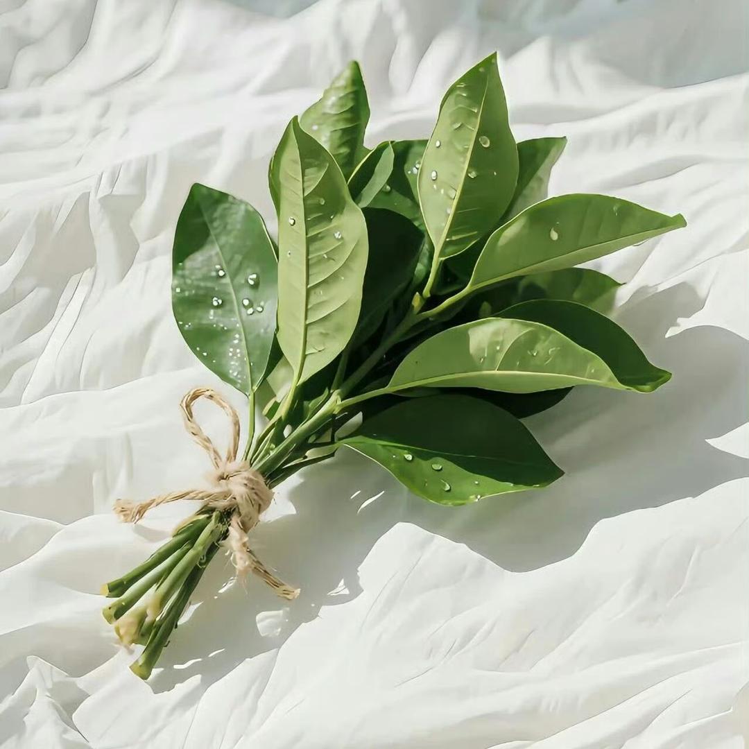 🌵🌵柒柒🌵🌵