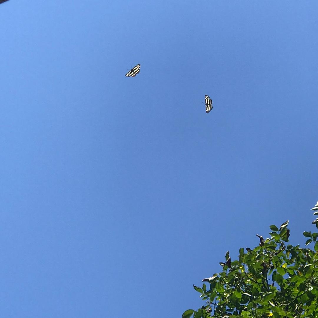 两只蝴蝶🦋