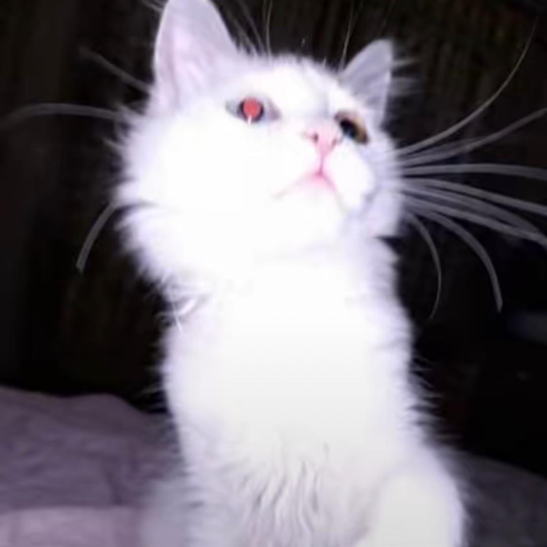 猫条条条🐱