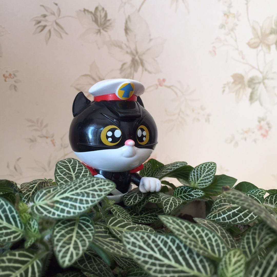 莱阳小张