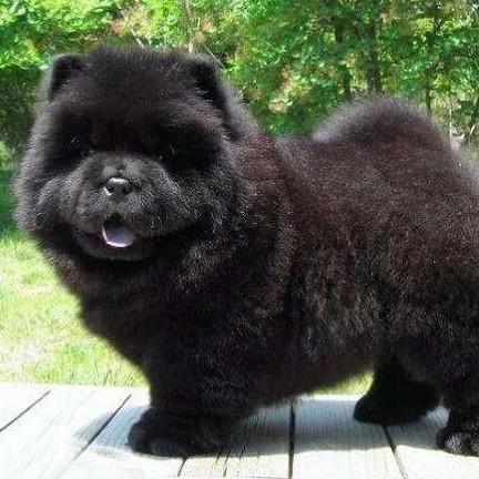 广西小小五黑松狮犬