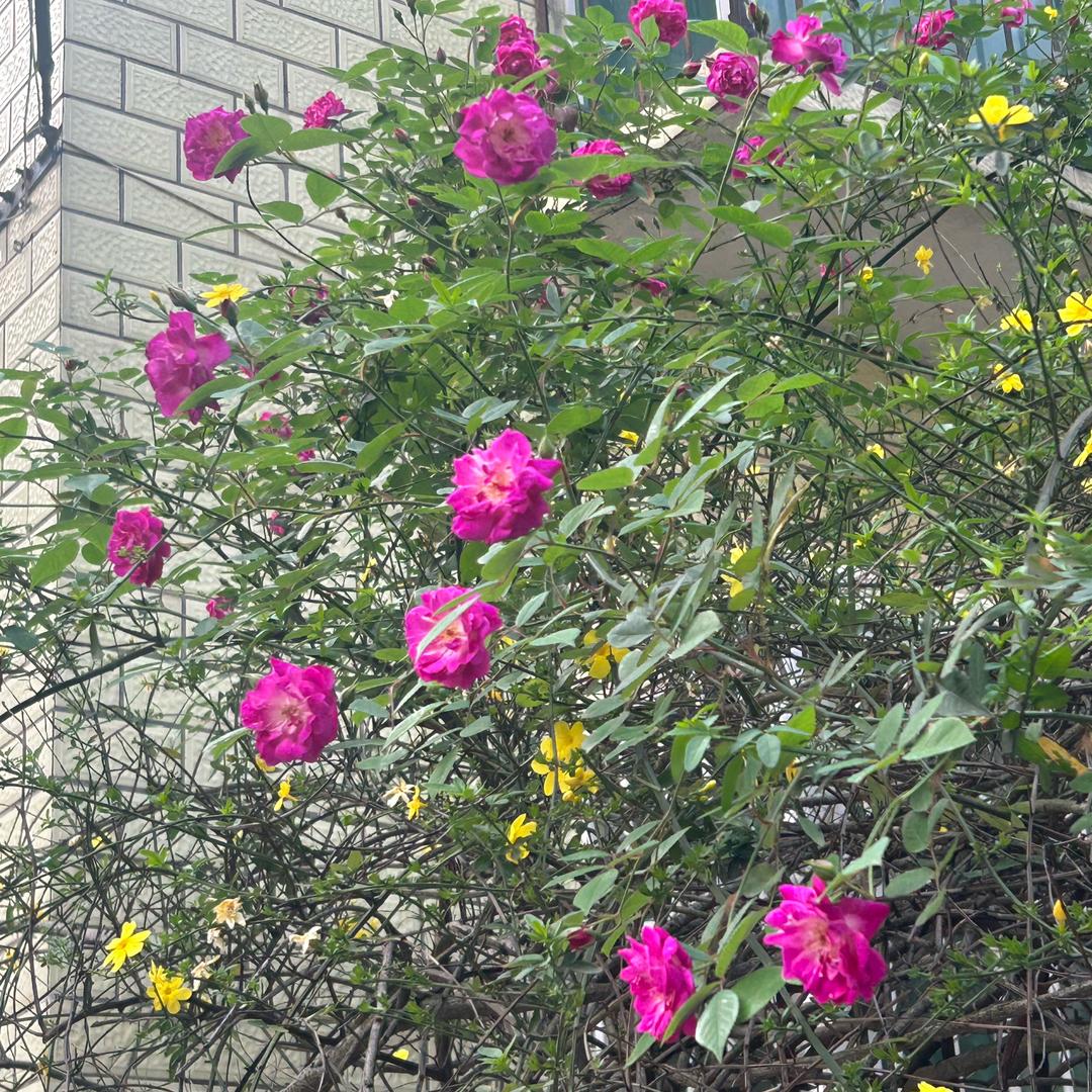 ᰔᩚ᭄༄往事᭄随风꧔ꦿ᭄