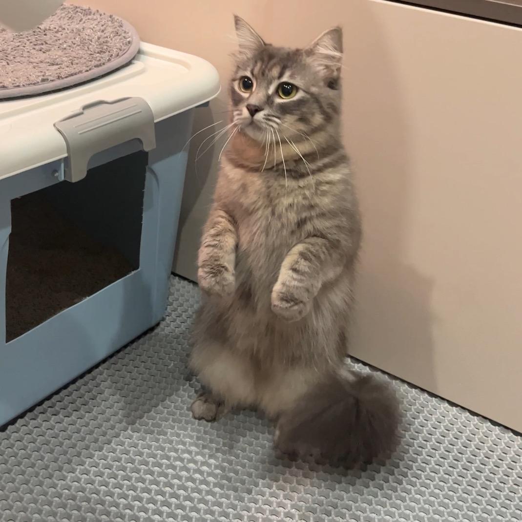 爱猫爱钓鱼