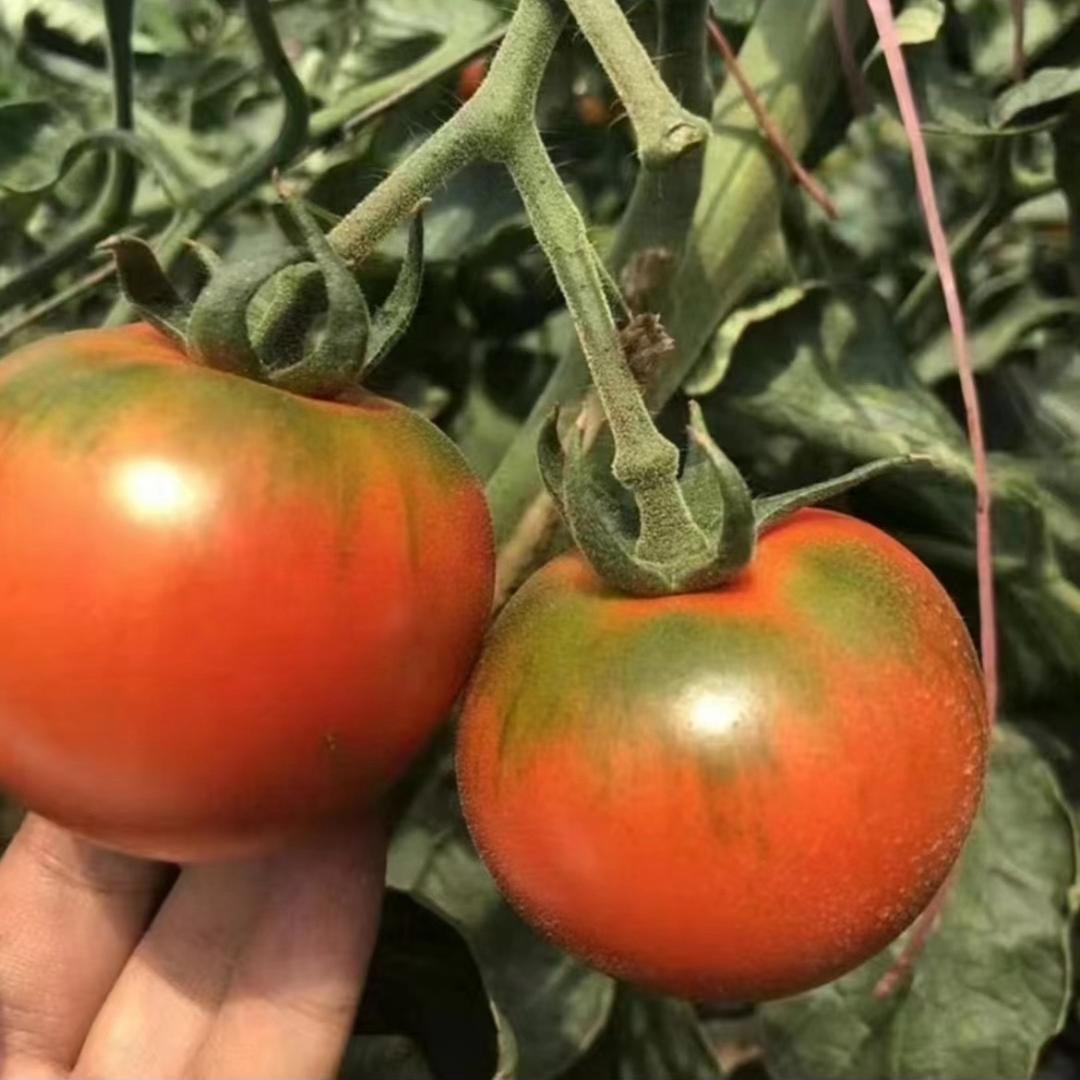 新新教种菜