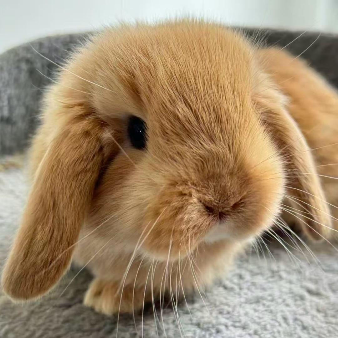 萌宠兔舍甄选馆