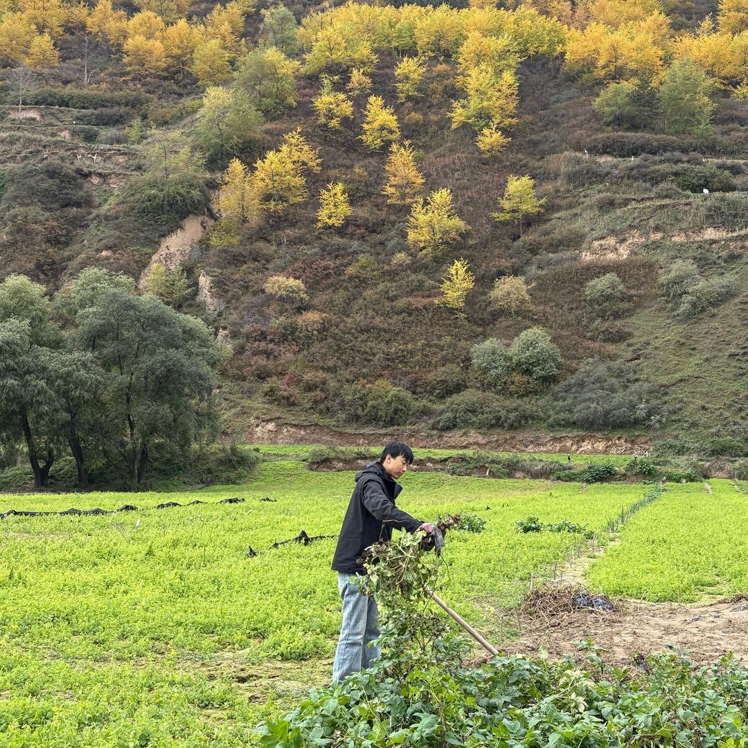 岷县归甲天滋补店