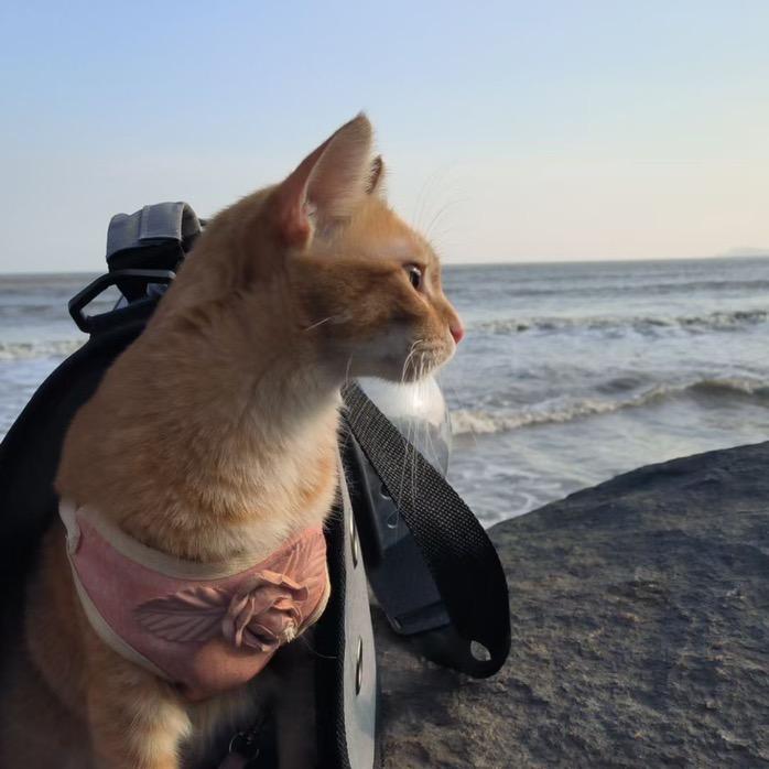 是臭臭啊