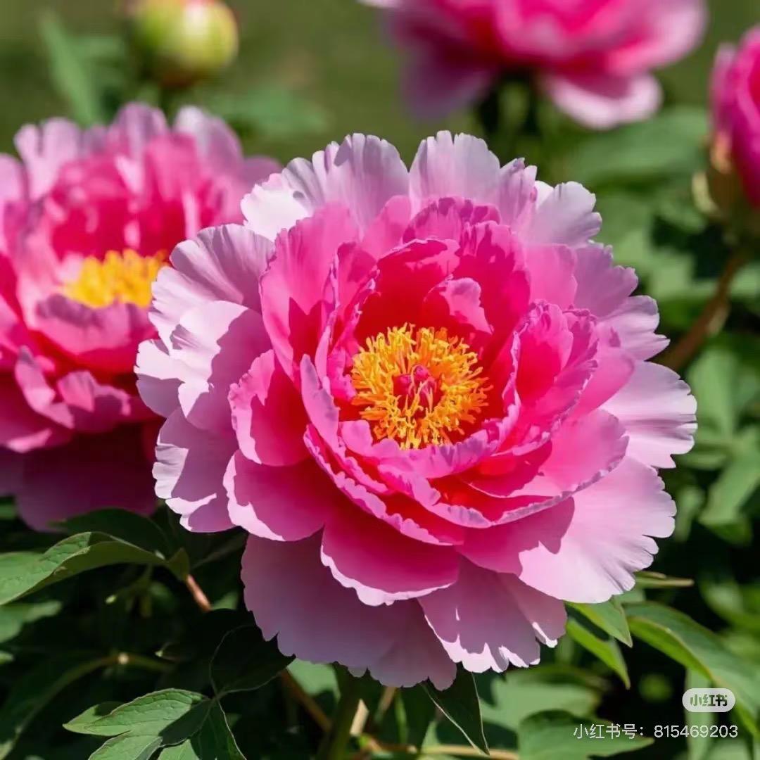 翻斗花园小美