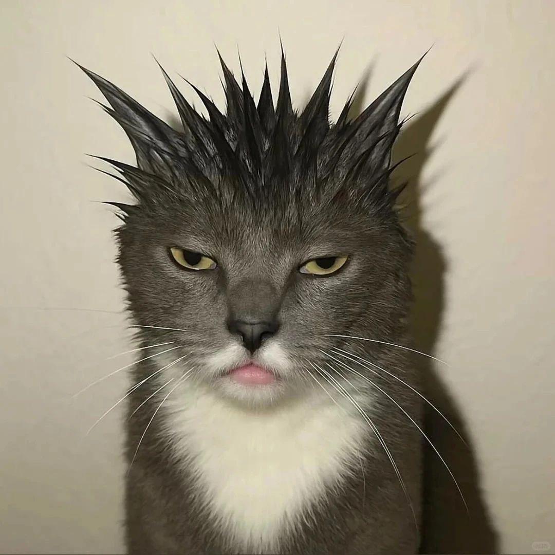 Ns.