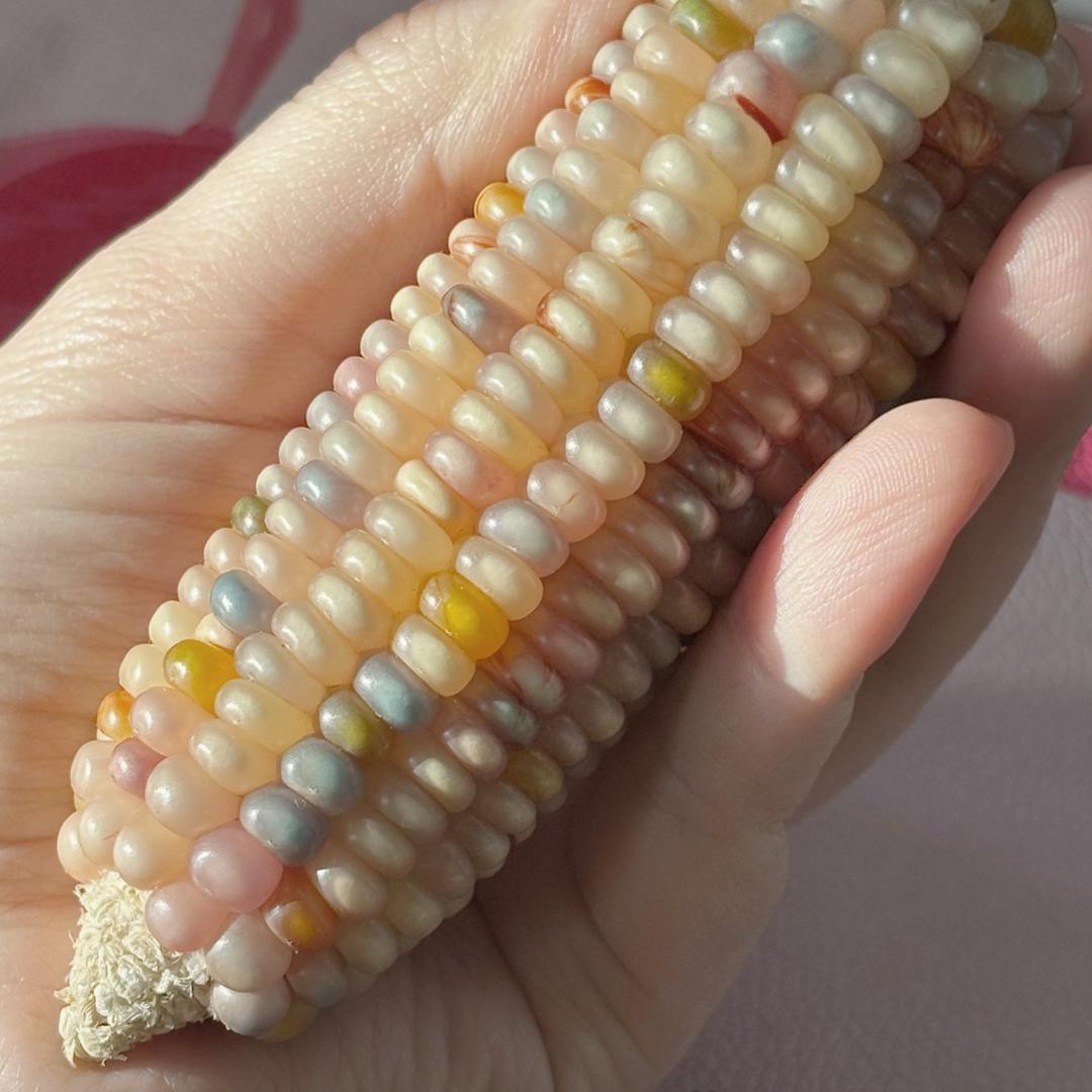 甜甜🌽手作