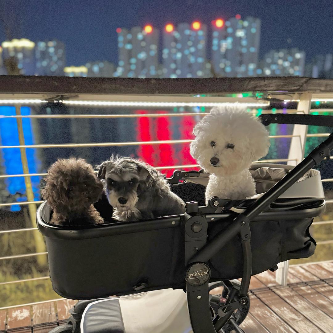 🐻是赵小果果