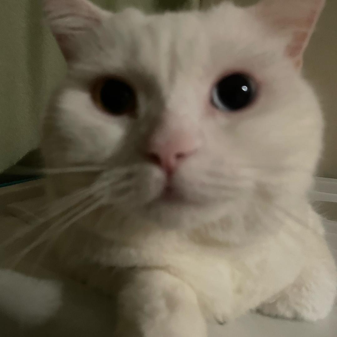 黠