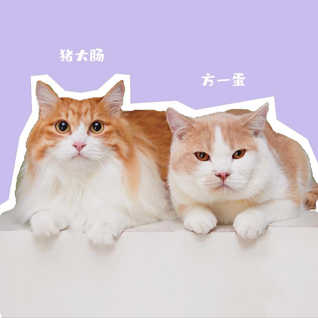 🐷大肠是只猪@抖音