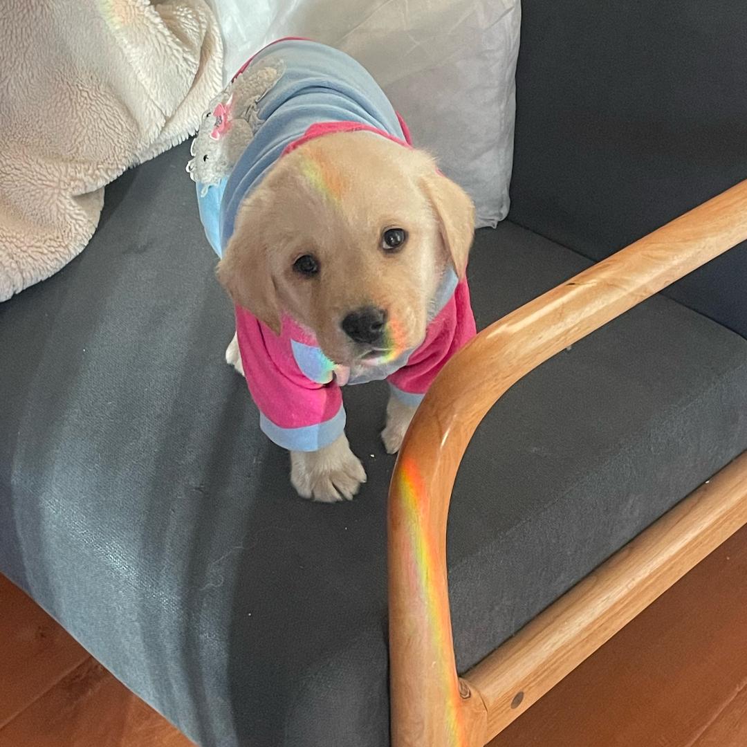 家里不用垃圾桶