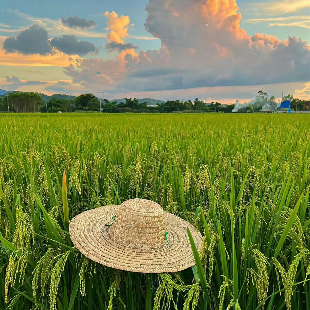 🌻四妮暴富🌻