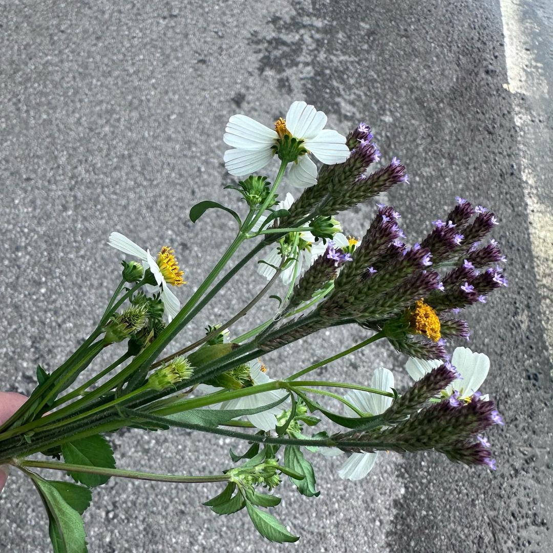 💫 ☘︎ ݁˖꙳ 念安