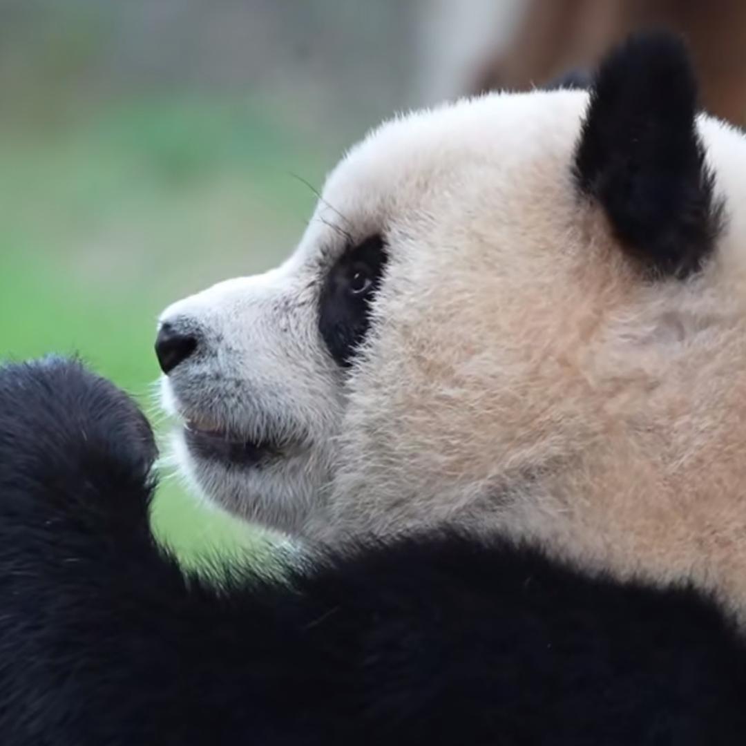 🍎🍎🍎苹果🌈🌈🌈🌈