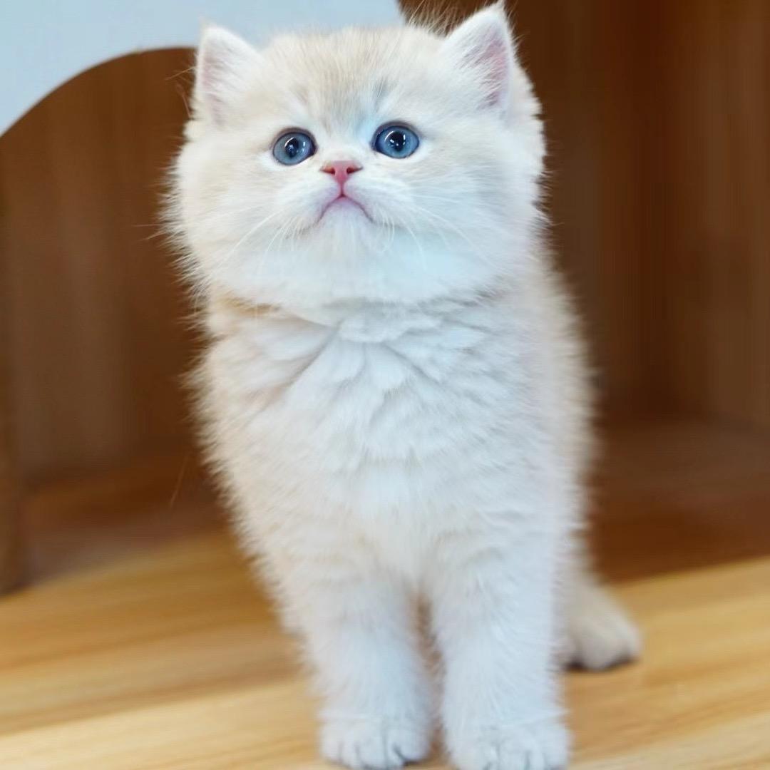 周周的猫咪小镇