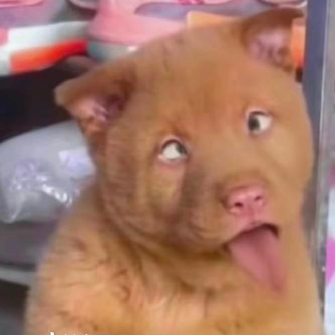 琦琦怪怪