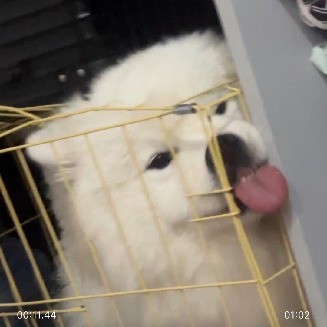 榴莲大王