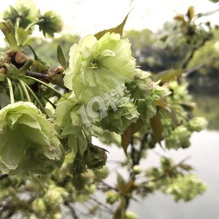 健康是福🇨🇳🍏