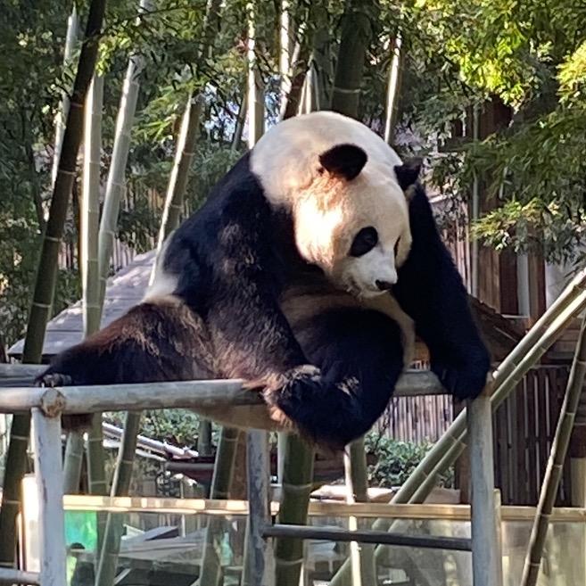 伏拉夫拉