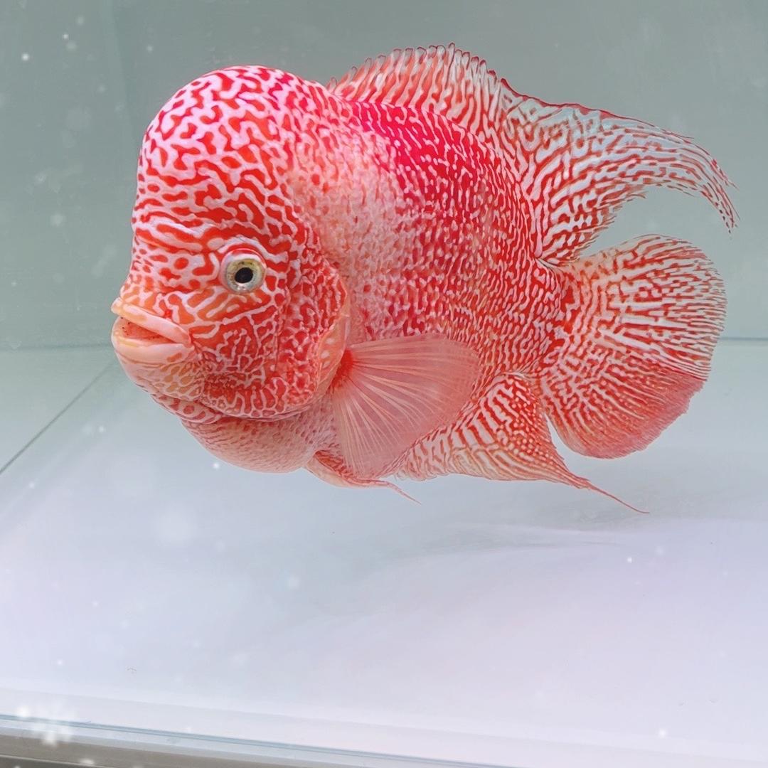 精品罗汉鱼甄选