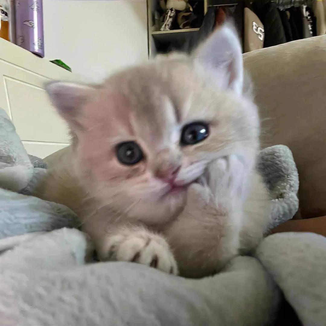 小妹妹