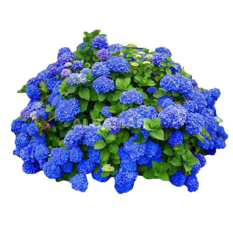 小老虎花卉