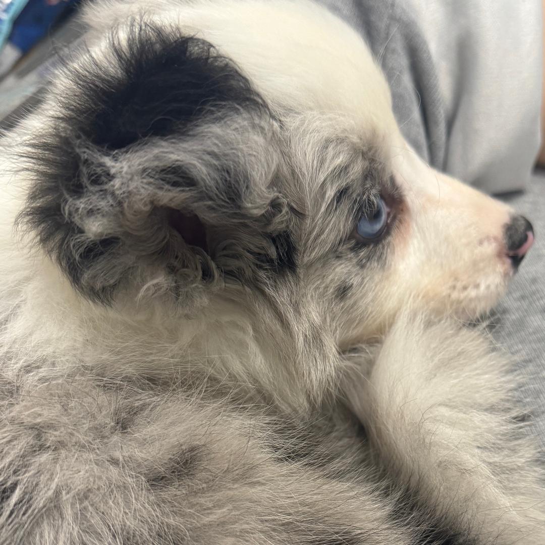 陨石边牧旺财～