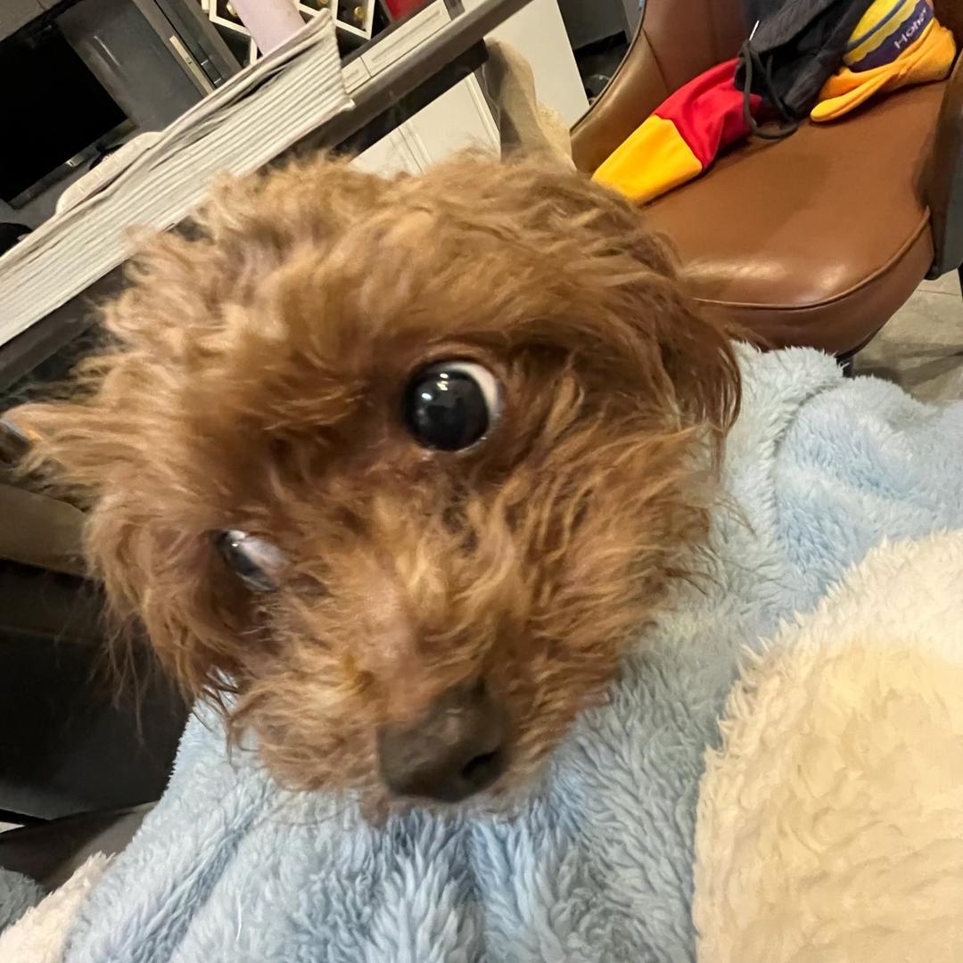 爱吃耳机的小天使