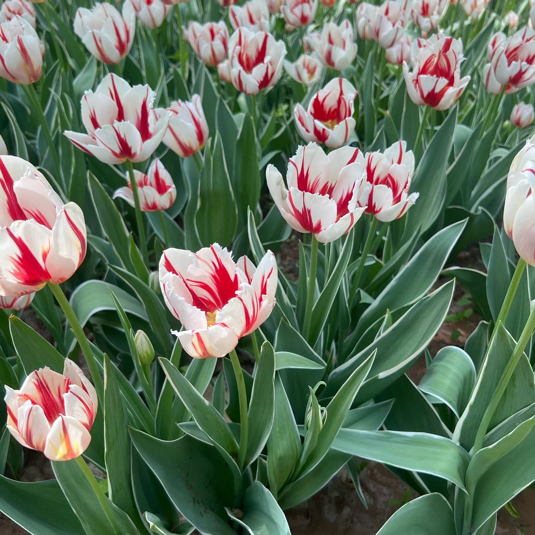 时光静好经济型民宿