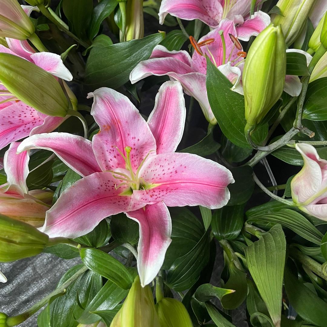 绿岛花卉