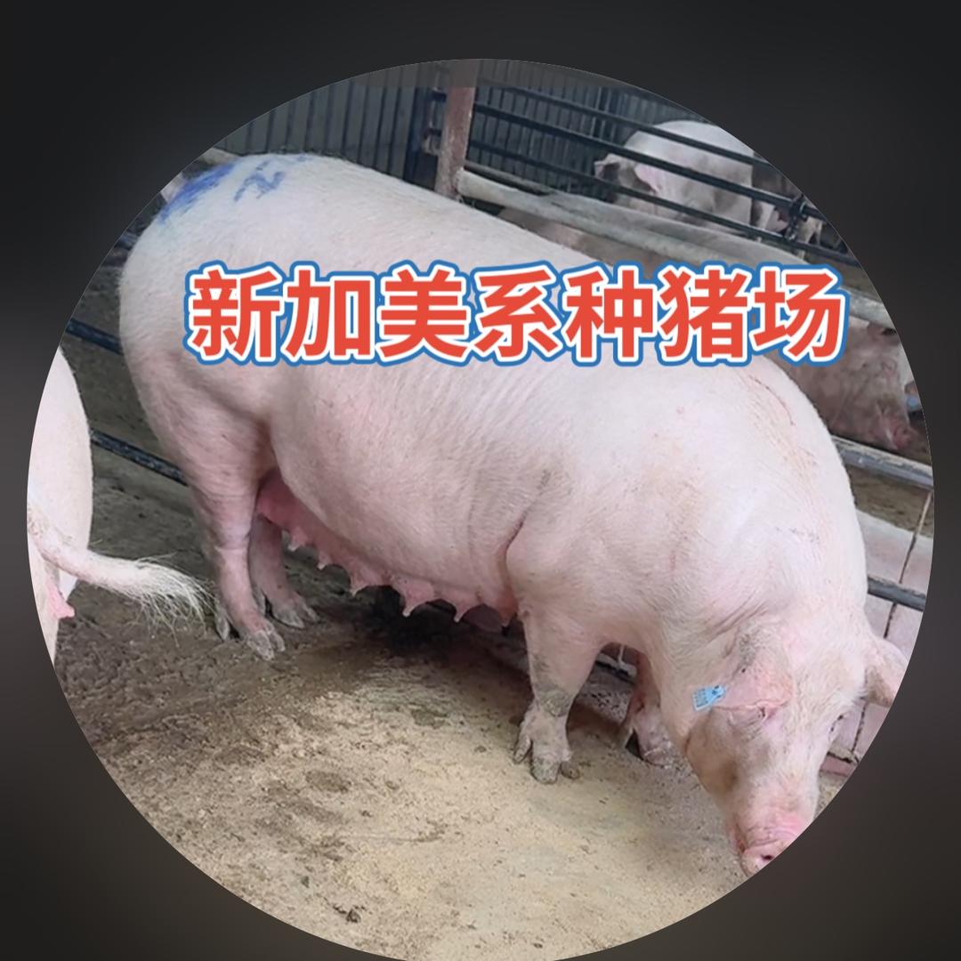 新加美系种猪繁育基地