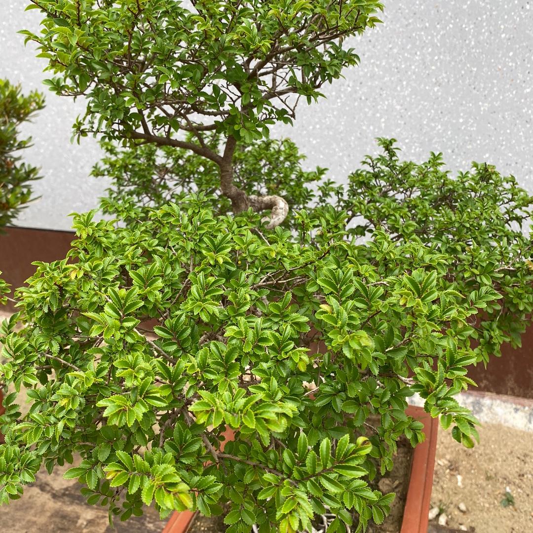 姜（好物优选）