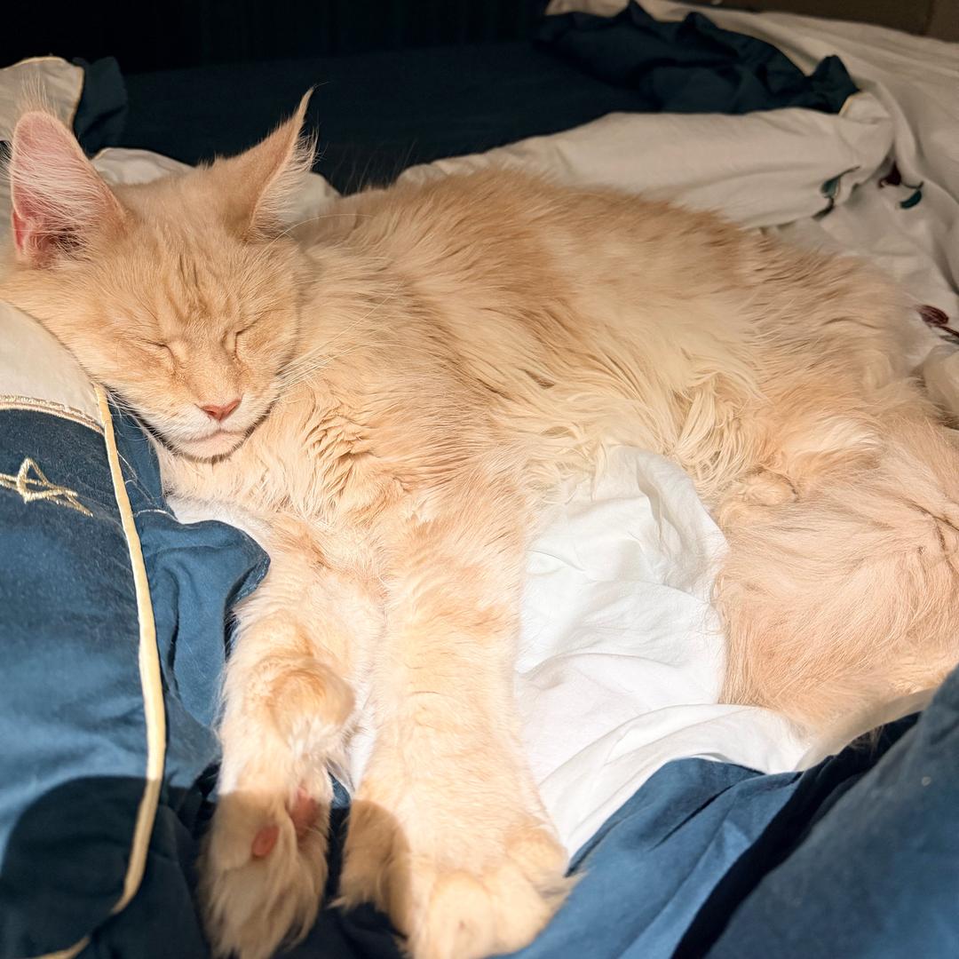年糕是只猫