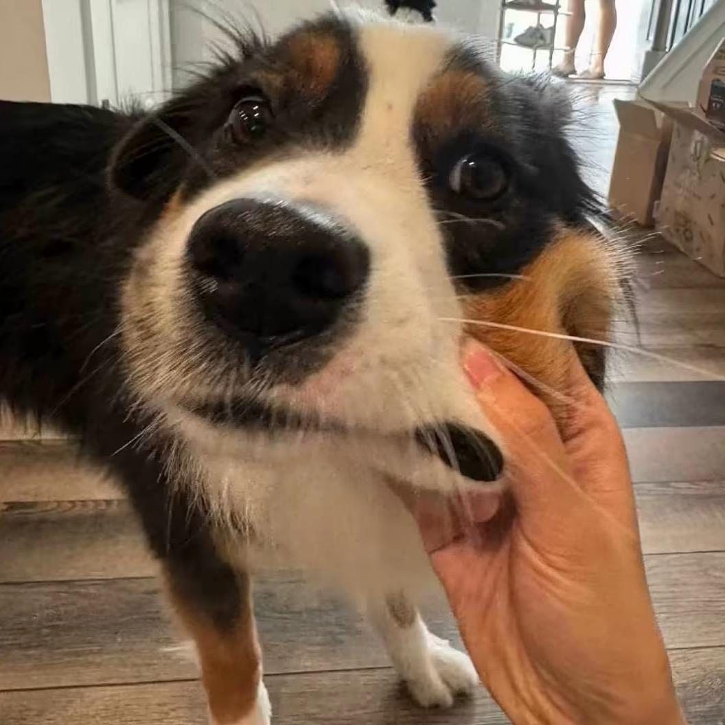 我的小狗叫静静