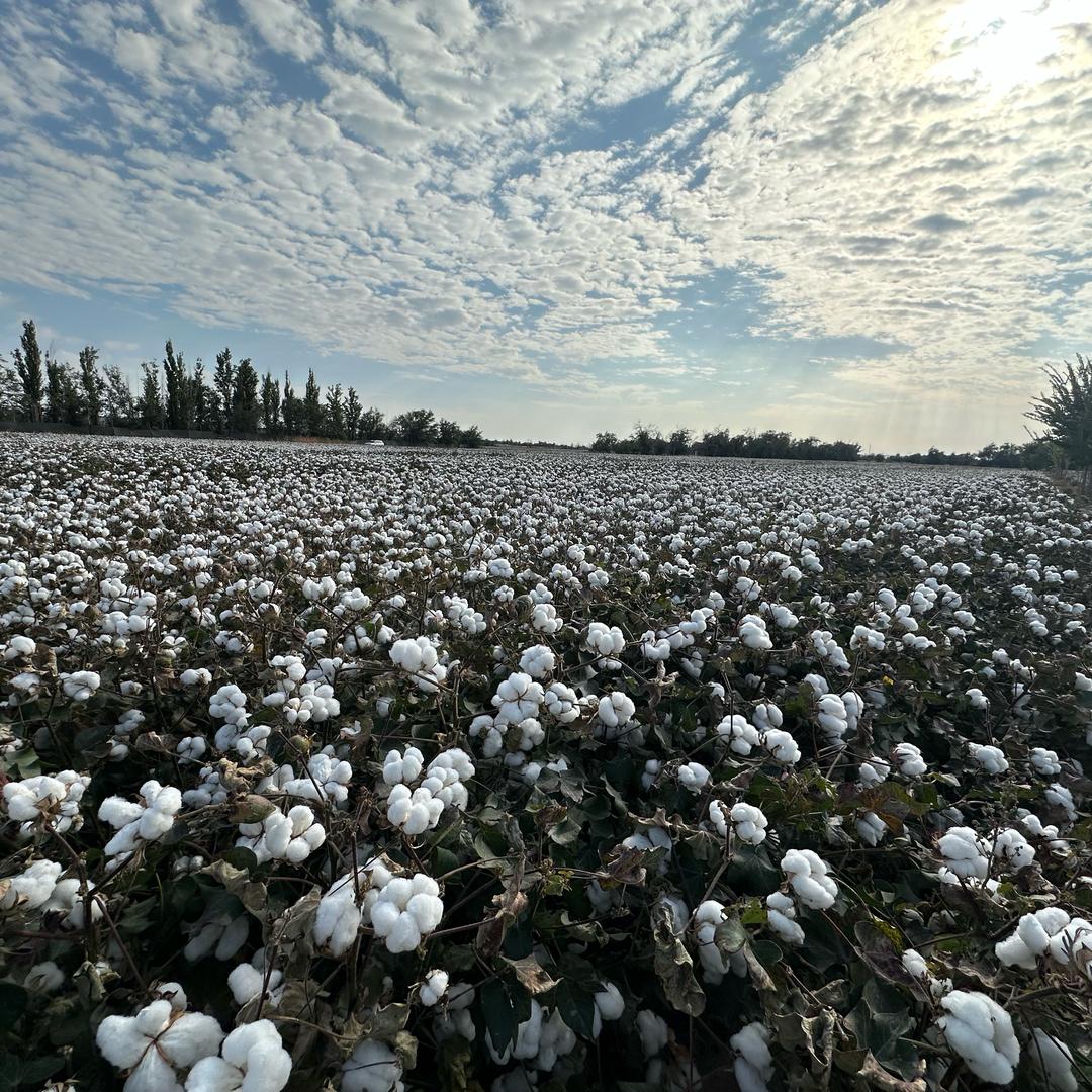 阿發丶