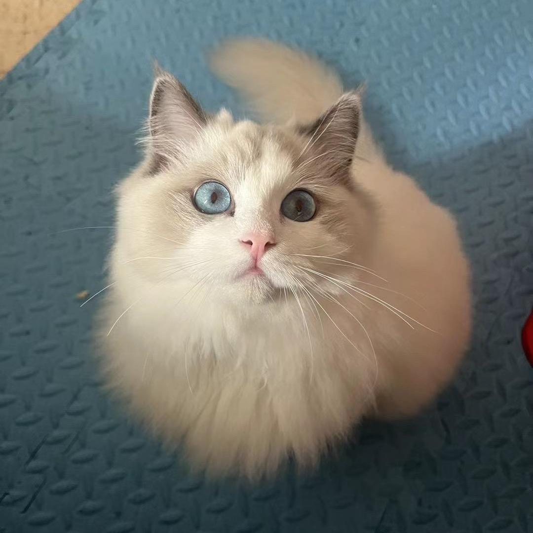 小小C罗