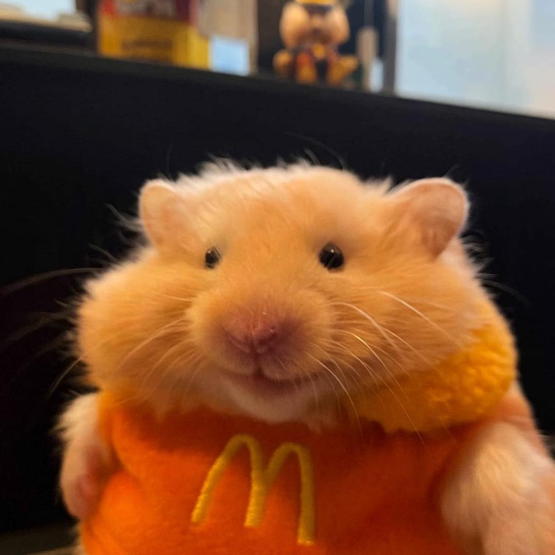 一只小鼠条🍟（三角洲行动）