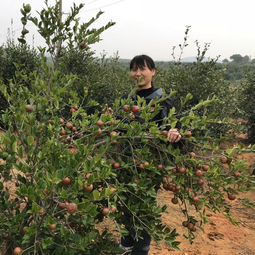 油茶苗基地