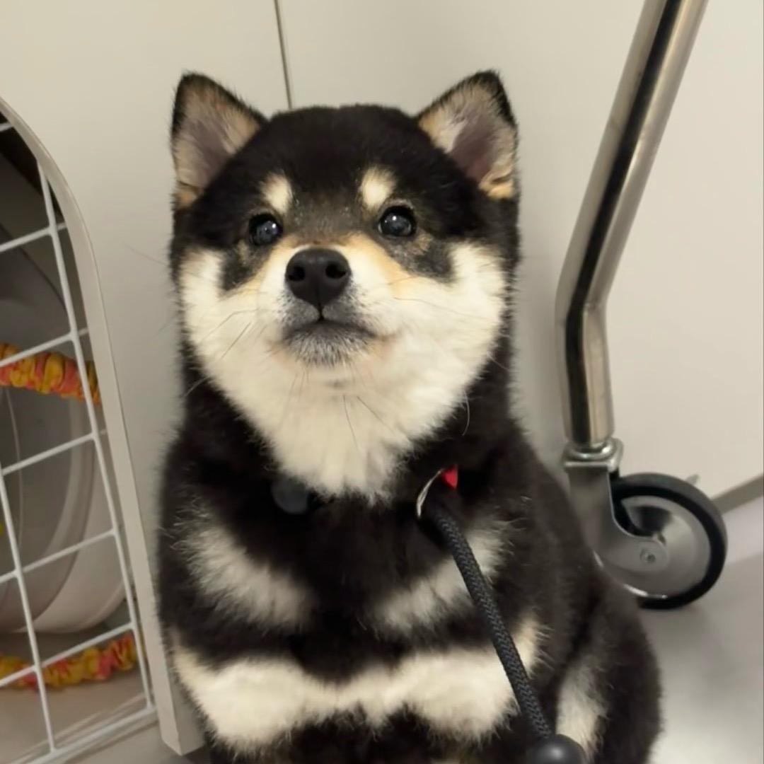 熊铩