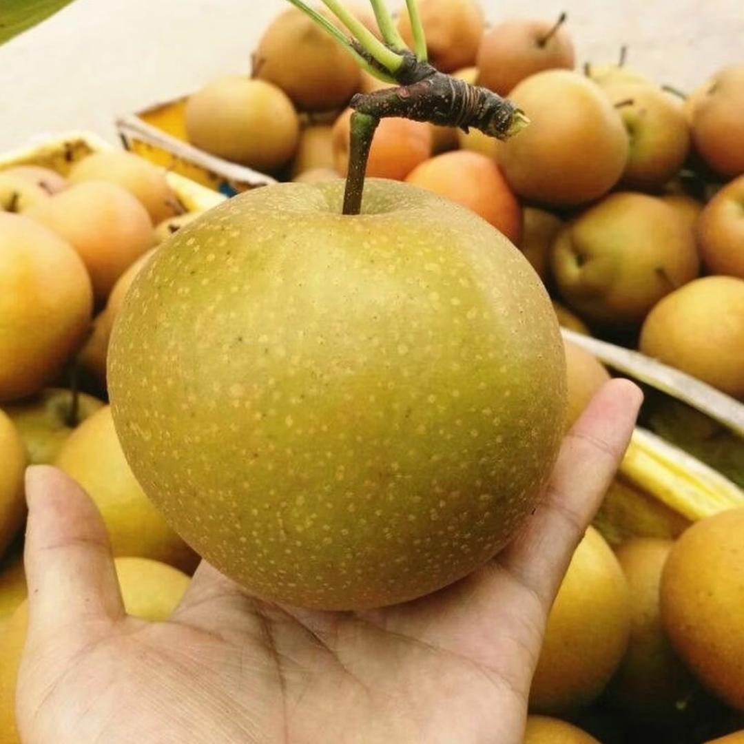 果燃心动～
