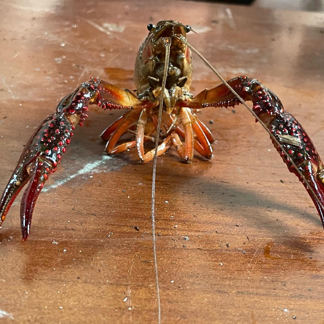 钓鱼小心肝