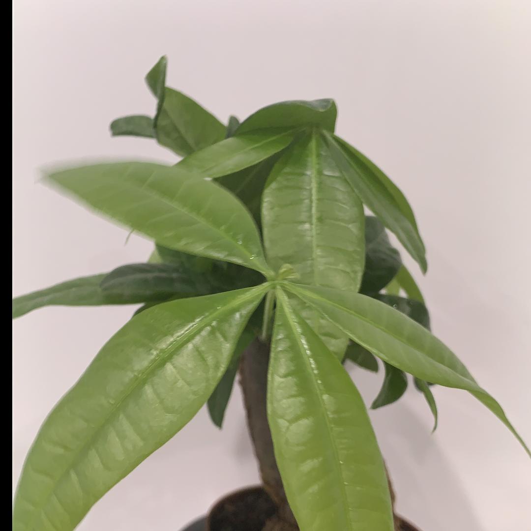 花花钱优选好物