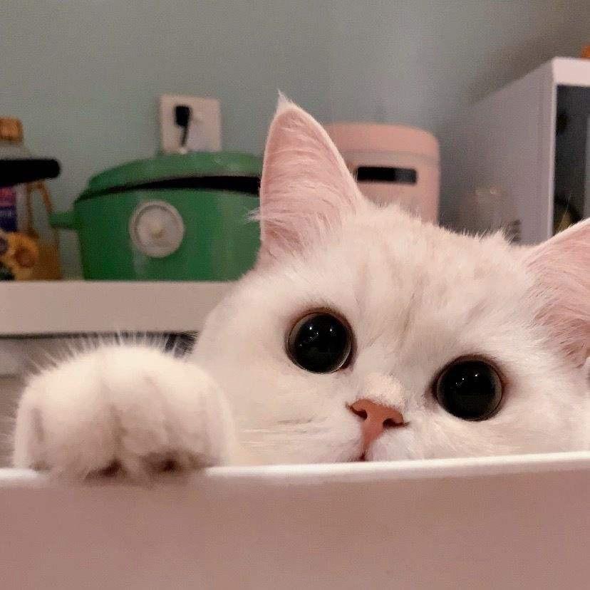 喵小喵的小脚丫