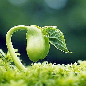 木香家园艺