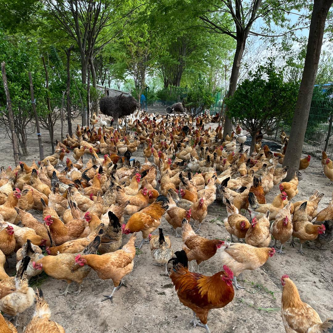 安徽卖农产品的，芹姐