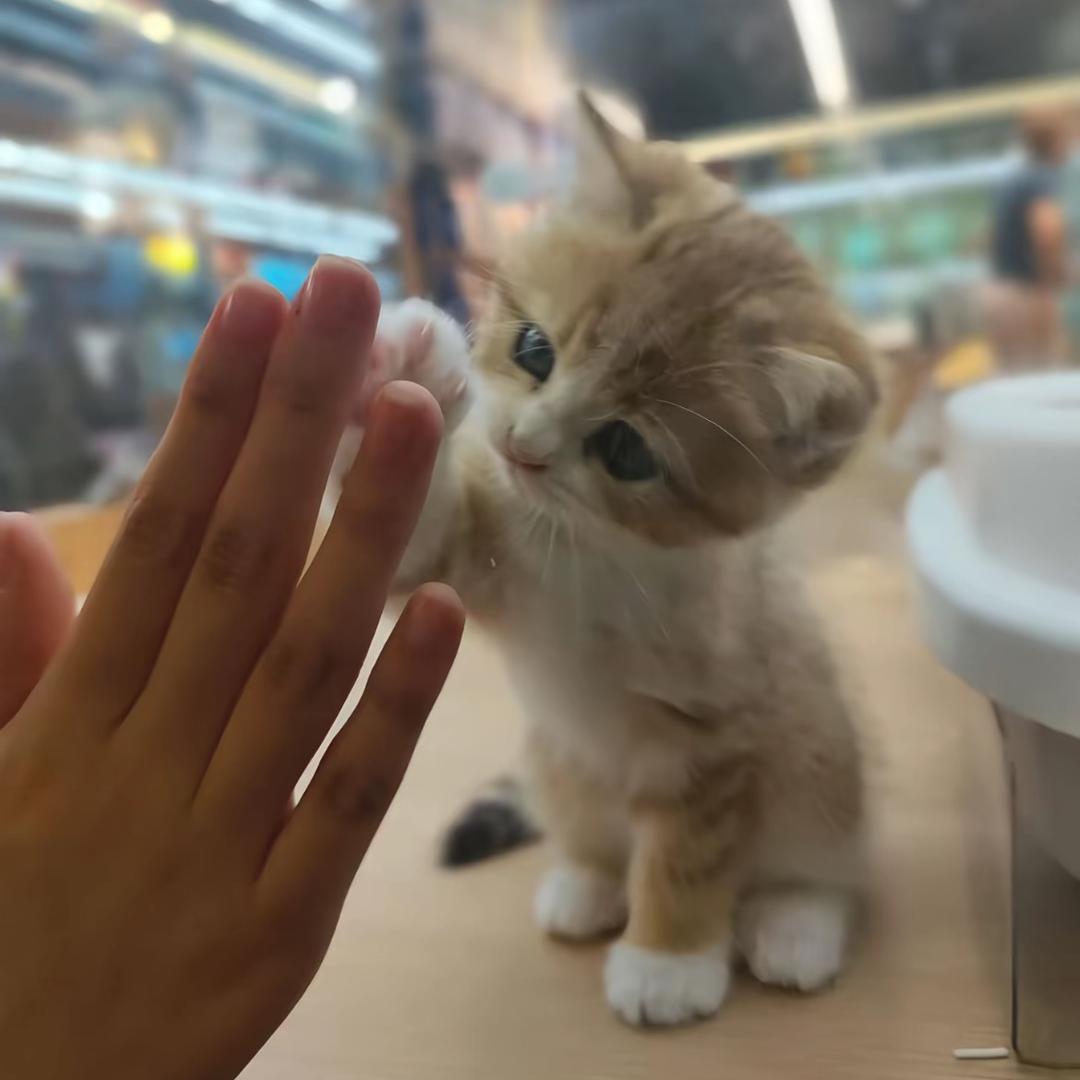 𝐾𝑎𝑛𝑔𝑘𝑎-𝑙𝑚 🎀