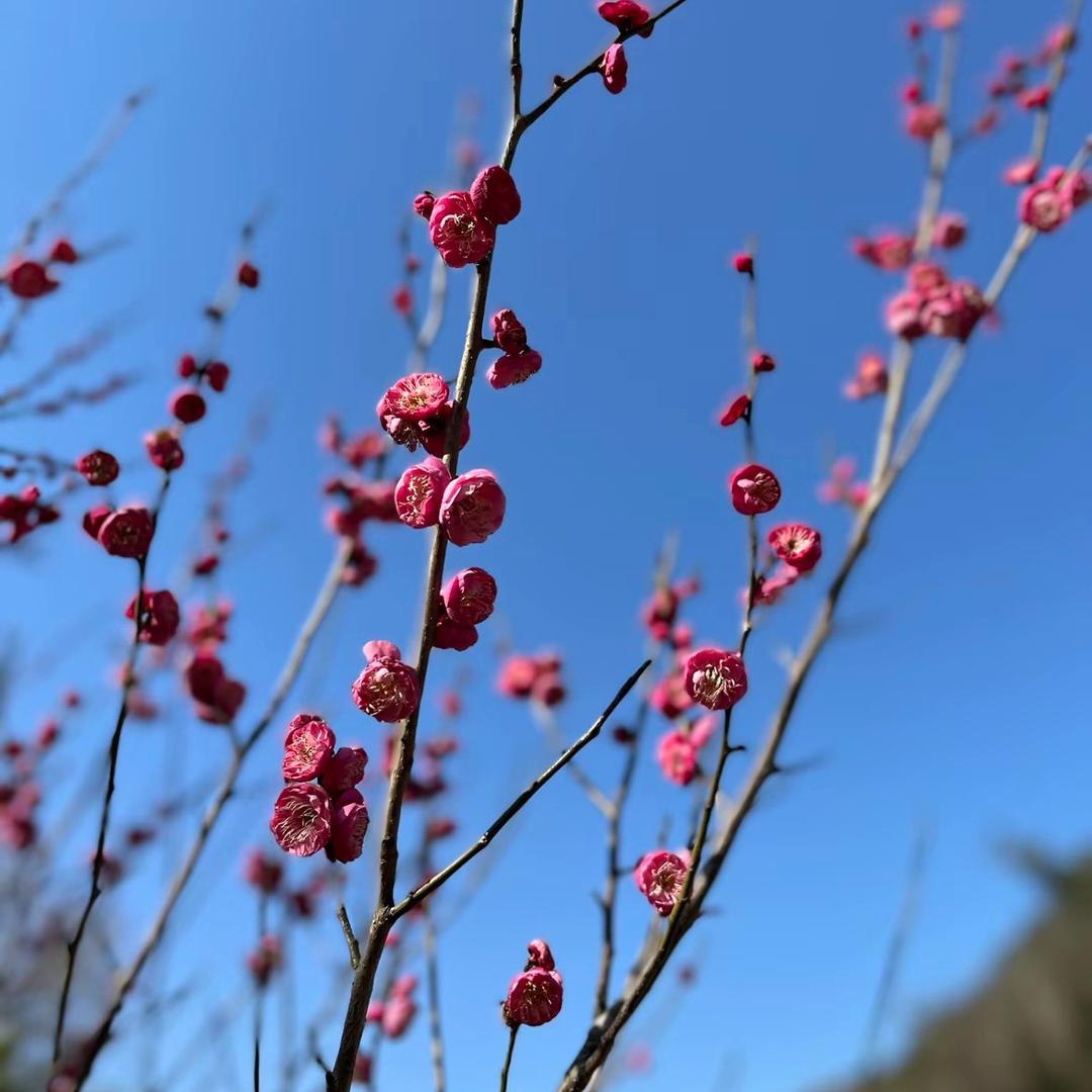 「Wang 后余生」